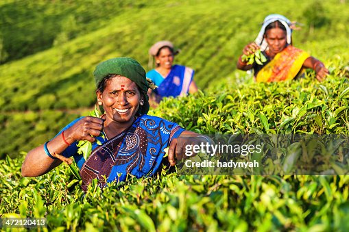 Women harvesting tea on a green plantation in India