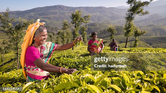 Tea pickers working on terraced hills in India